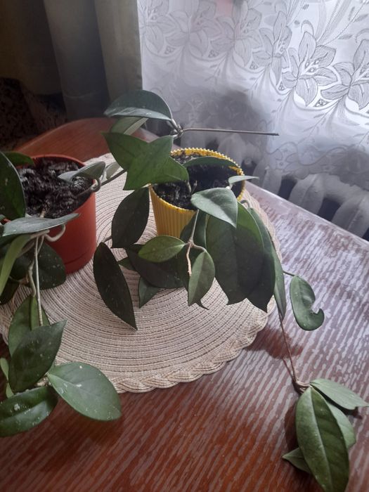 Хойя,хоєчка! Продам