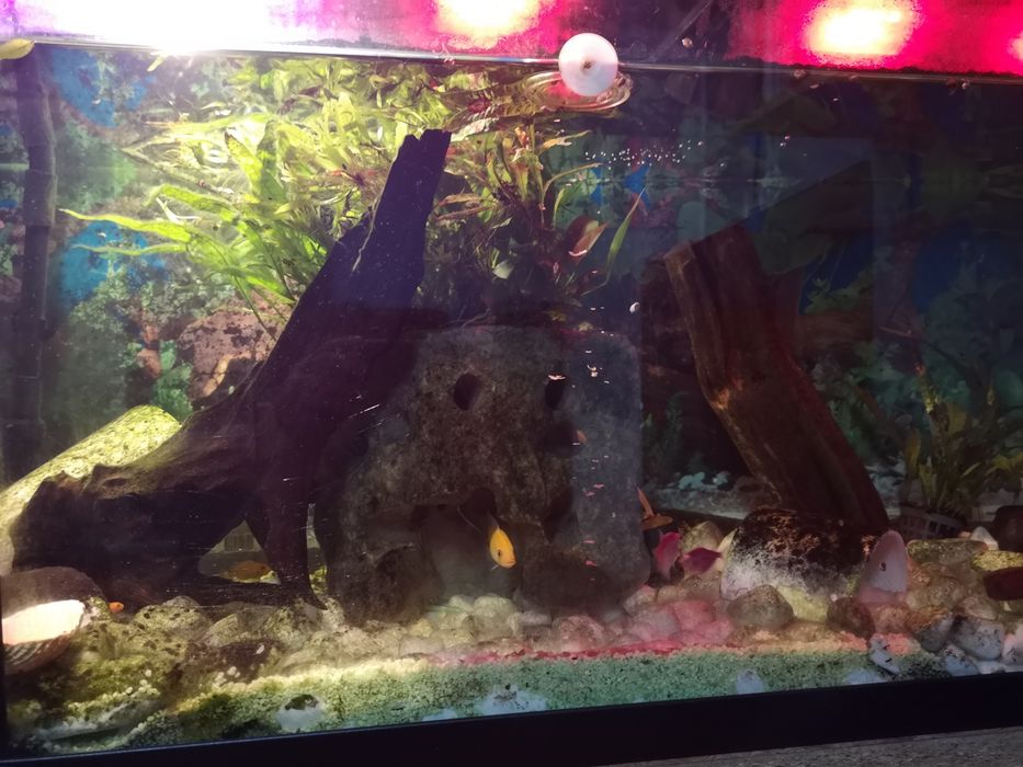 Akwarium trapezowe ok. 210L – kompletny zestaw