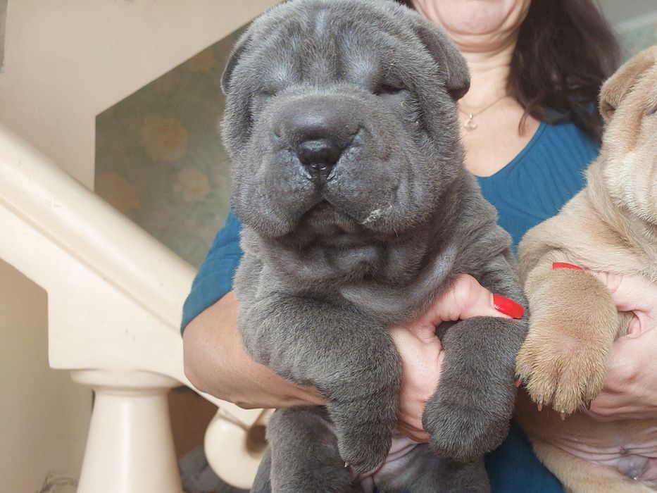 Щенки шарпея редких окрасов.