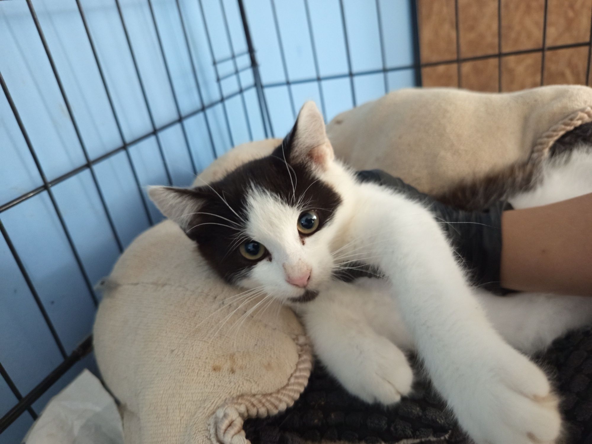 Kocurek Moon do adopcji
