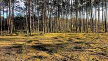 Działka budowlana z własnym lasem nad Zegrzem 3000m2