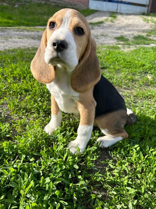 Вуханки - біглюші!