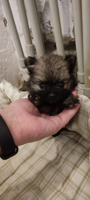 Продам плюшевых мишек