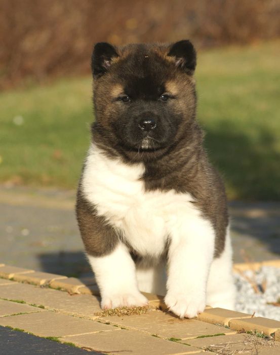 Akita amerykańska samica - DEXA