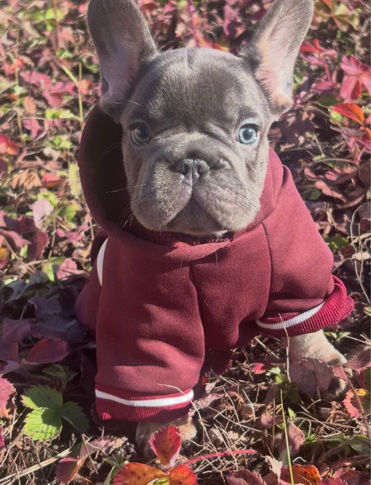 Французькі бульдожки