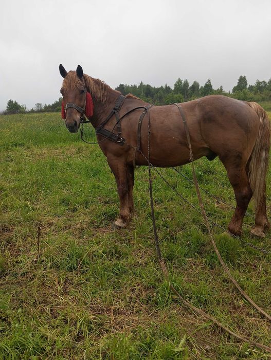 Продається кінь і кобила
