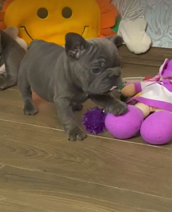 Вип качество! Необыкновенная красавица, голубой Французский бульдог