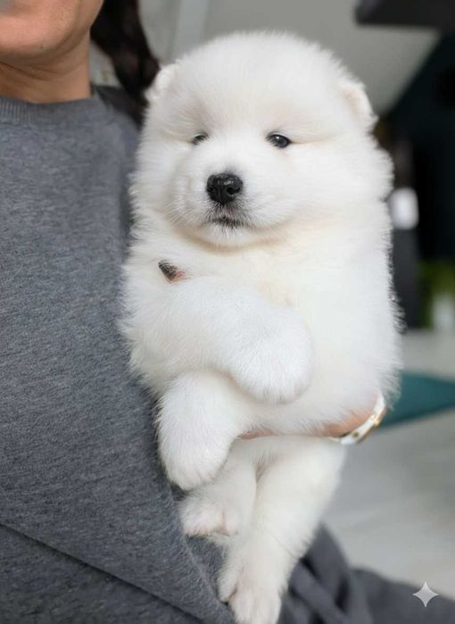 Samoyed, suczka, odbiór listopad 2025, Sesto Senso