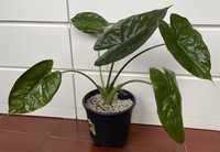 Alocasia Wentii (grande)