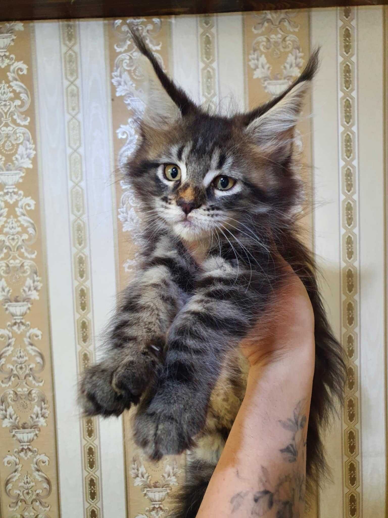 Cudowna kotka Maine Coon klasycznie pręgowana UMMA