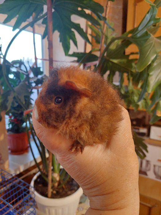 Продам красивых маленьких морских свинок! Породы "Тексель"