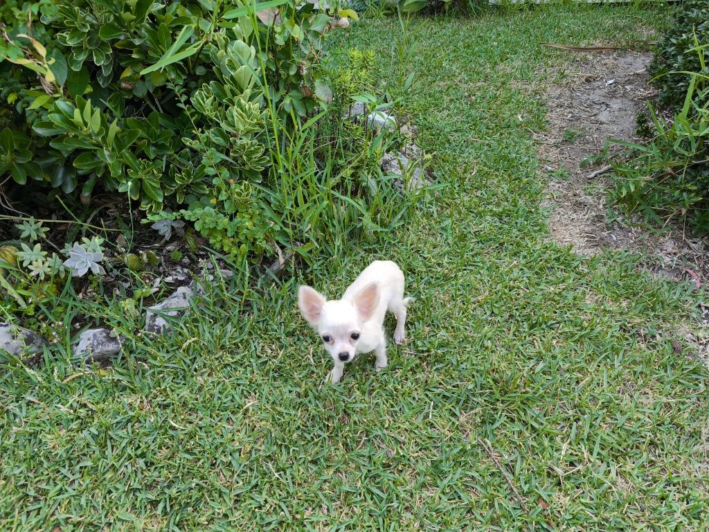 Chihuahua fêmea de pelo longo disponível para entrega imediata