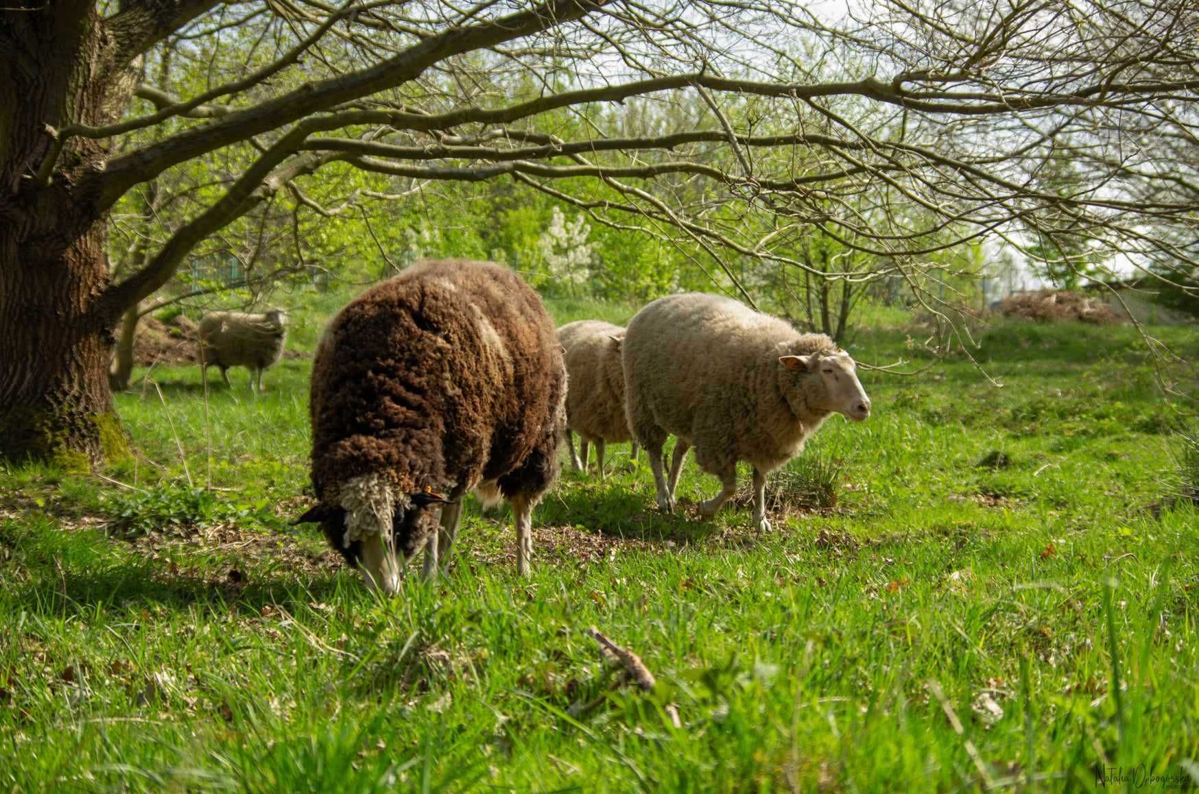 sesje plenerowe / wypoczynek  z owcami