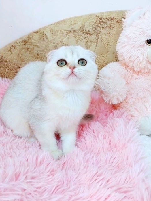 Серебристая красотка девочка шиншиллка