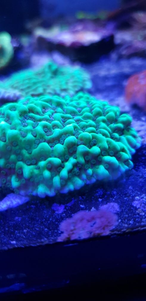 Montipora koralowiec akwarium morskie