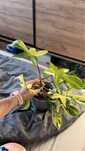 Philodendron florida beauty - pędówki