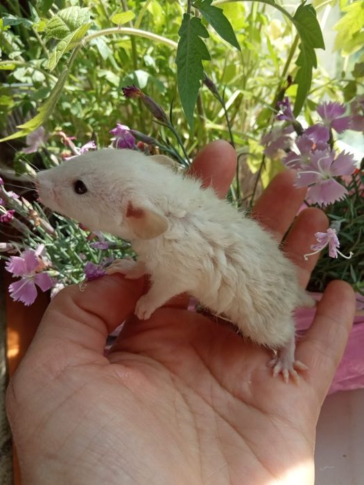 крыса маленькая ручная разные окрасы  крыска крысули