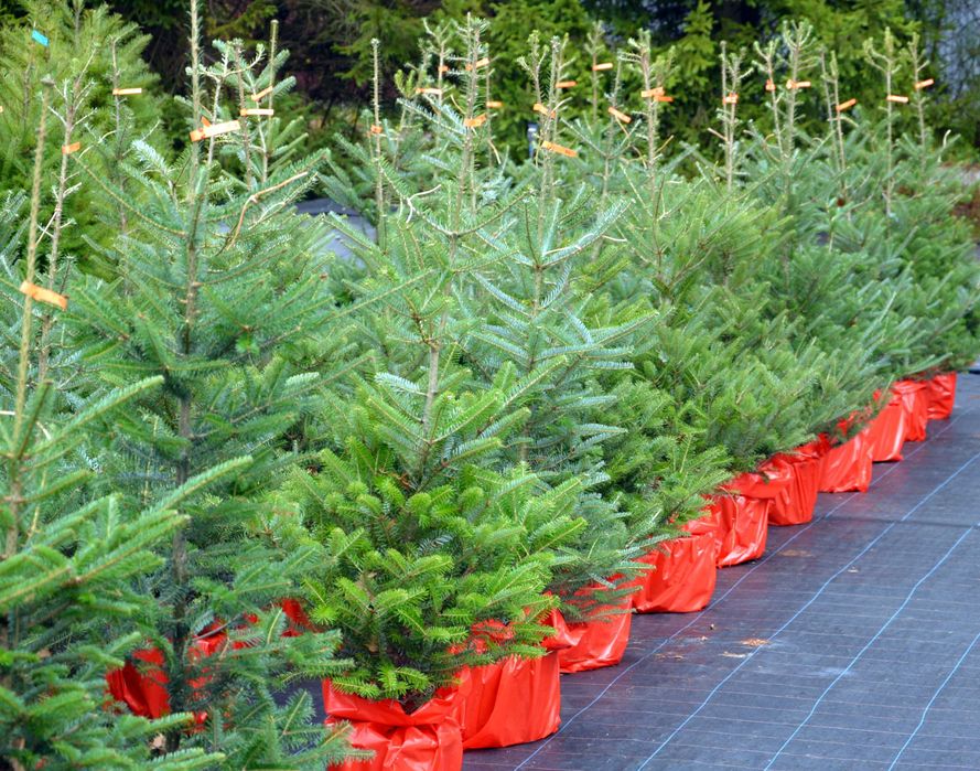 Jodła kalifornijska choinka formowana rosła w doniczce 8l.
