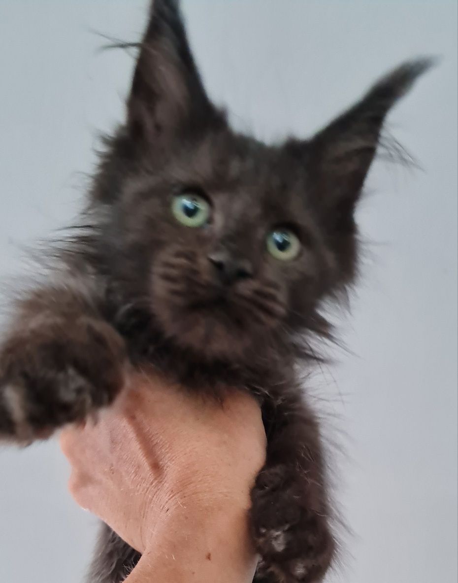 Maine coon  kotka czarna