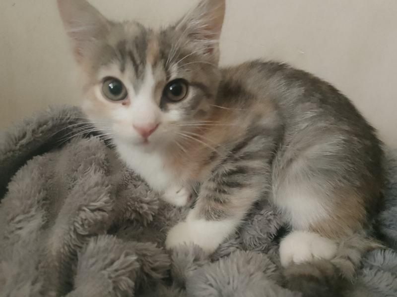 Кошенятко в добрі руки