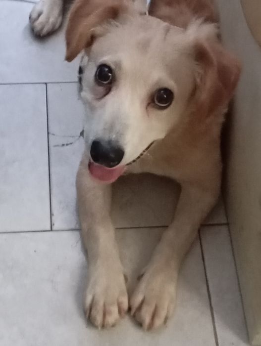 Caniche com salsicha para adoção responsável