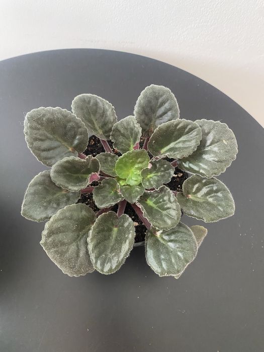 Fiołek roślina doniczkowa