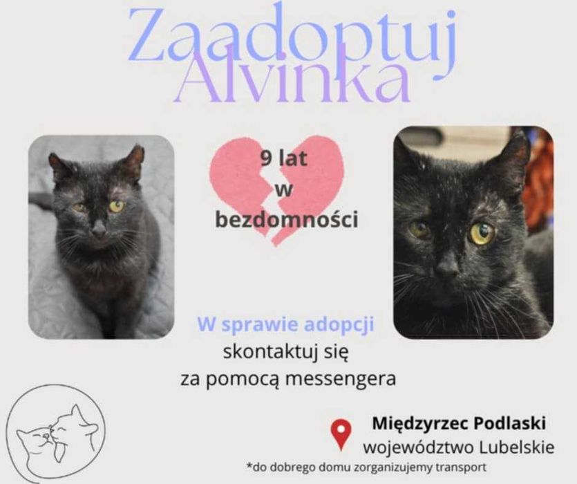 Koci senior czeka na dobry dom