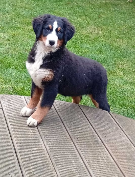 Szczenie Berneński pies pas do odbioru sunia