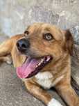 Coffee, cãozinho de porte pequeno, para adoção responsável
