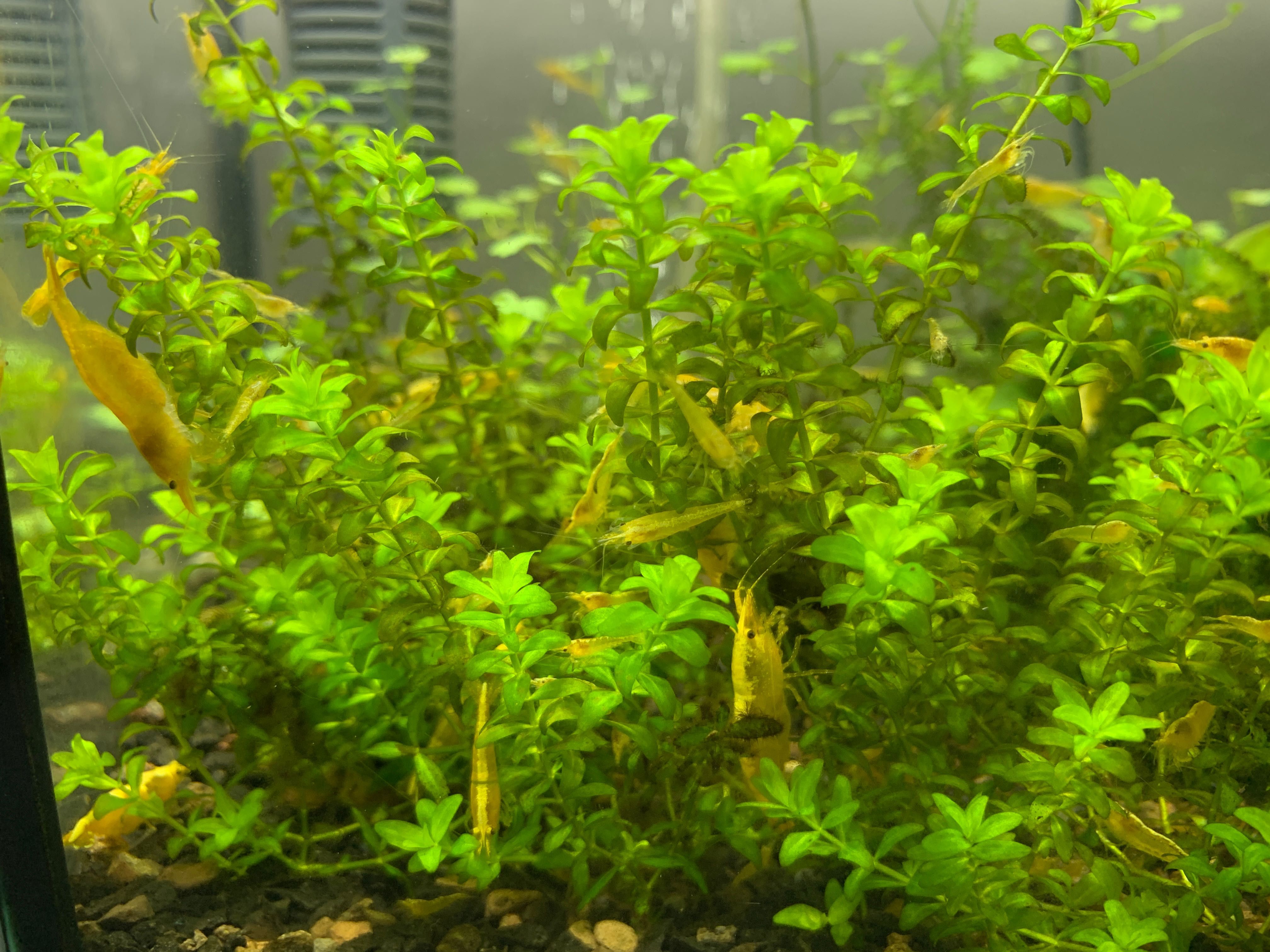 Креветка Неоновая Желтая Yellow neon Neocaridina