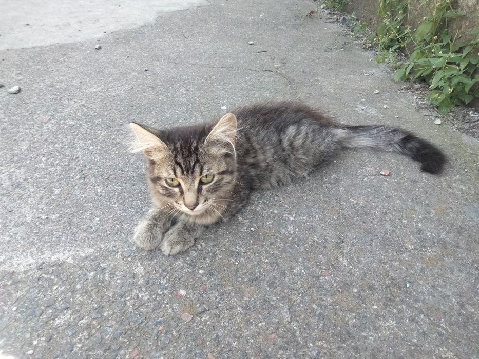 Отдам котят в хорошие руки, возможна доставка  Харьков и пригород