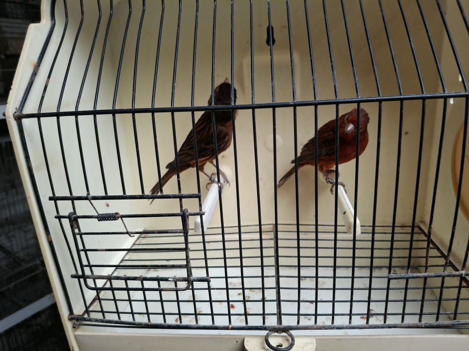 Canários arlequim e negros