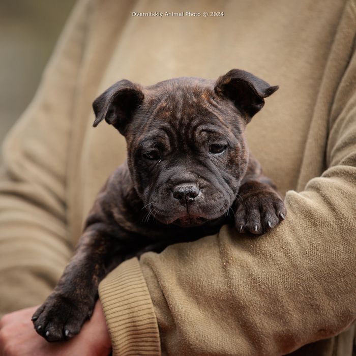 Стаффорширський бультерер