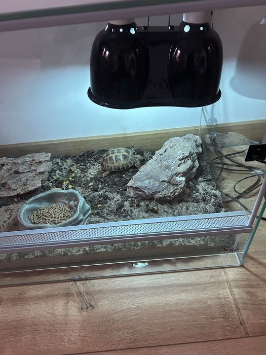 Terrarium dla żółwia