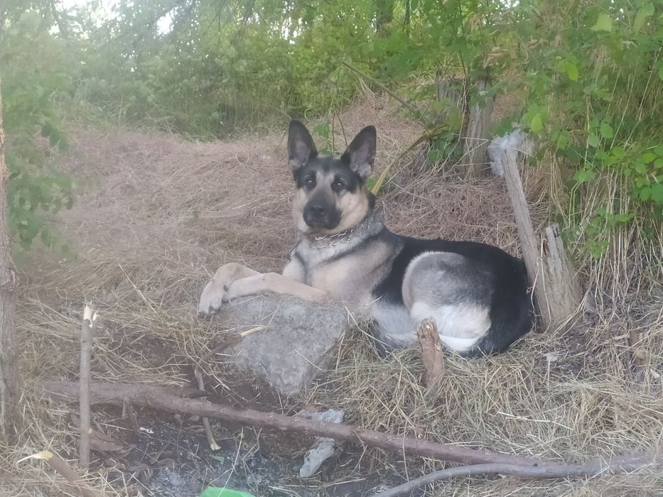 Продам щенка овчарки (читать описание)