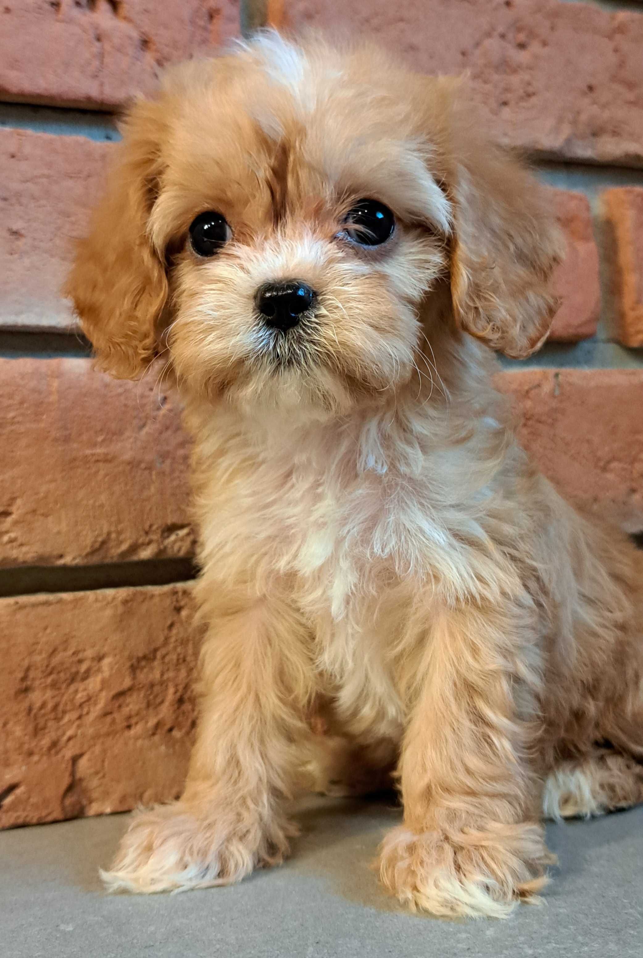 Cavapoo piękna mini  xxs dziewczynka Kiara do odbioru