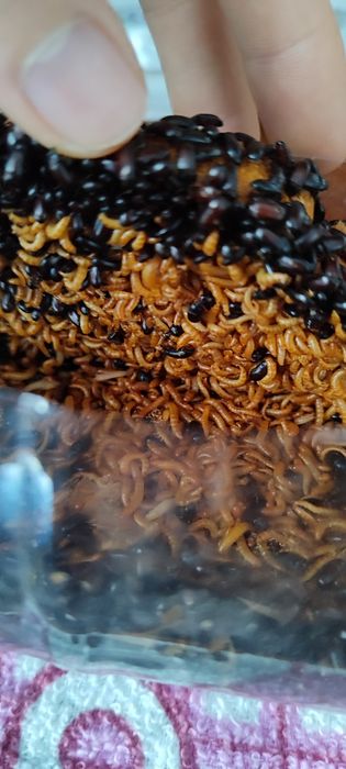 Жук знахарь / мини мучник, кормовая культура