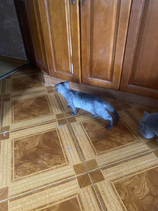 Шотландка БонЯ 3 месяца Скоттиш Фолд