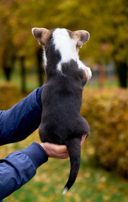Пропонуємо хлопчика Вельш Коргі Пемброк