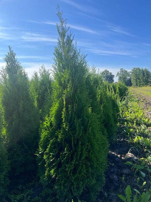 Promocja !!!  Tuje szmaragd z gruntu. Różne wysokości.  Piękne.