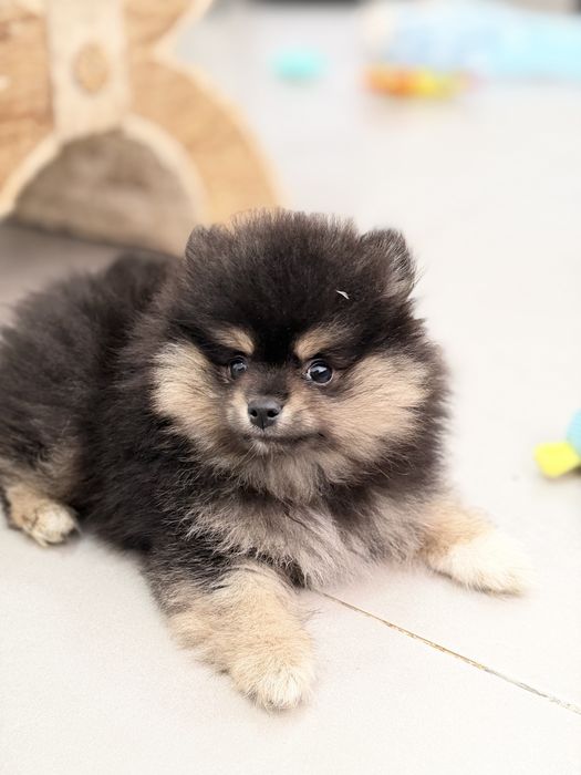 Lulu da Pomerânia Micro Miniatura com Lop e Afixo