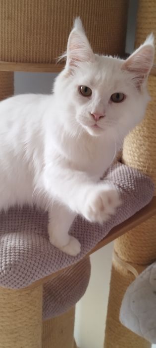 Kocurek Maine Coon biały słyszy