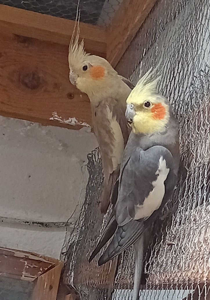 Casal de caturras mais gaiola