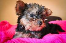 Yorkshire terrier