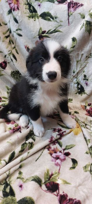 Border Collie  szczeniak suczka czarno-biała :-) piękna:-)