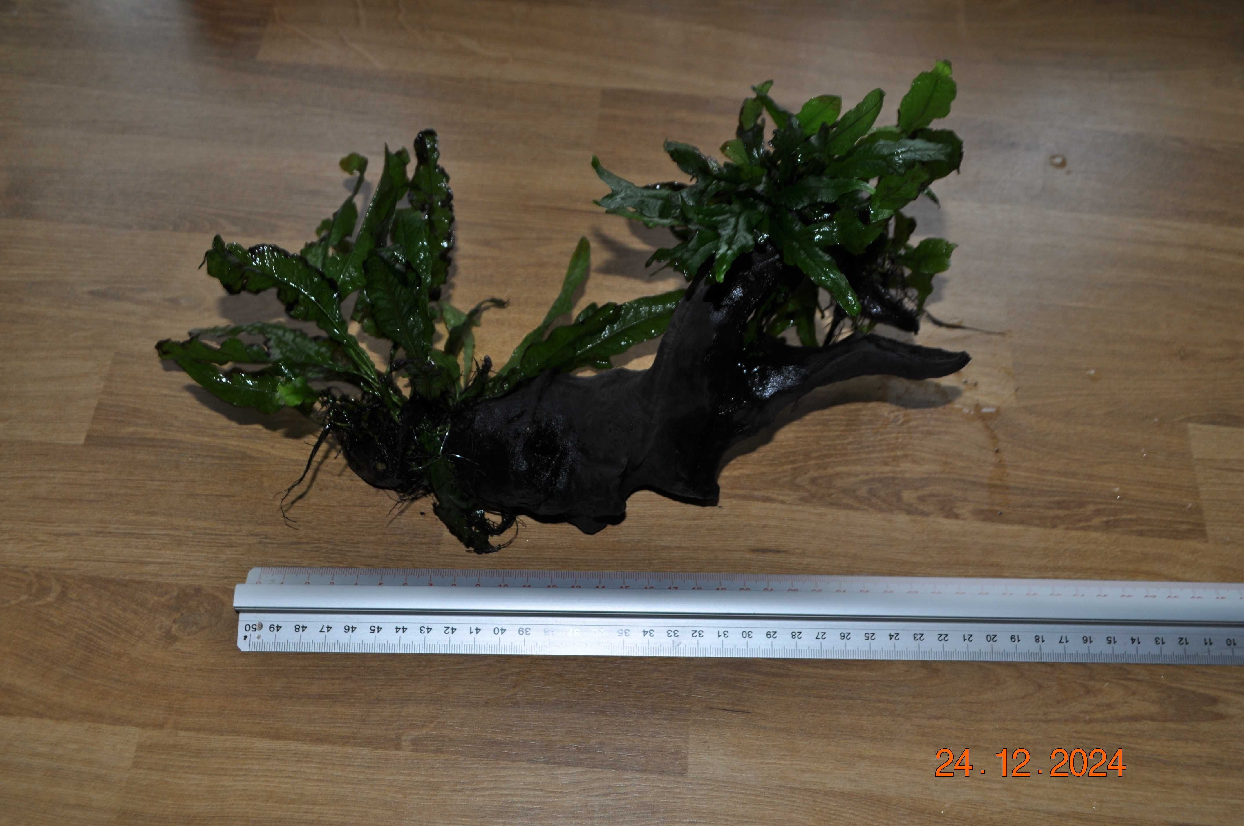 Microsorium Sp. Thor Hammer, Pteropus, Latifolia na korzeniu kamieniu