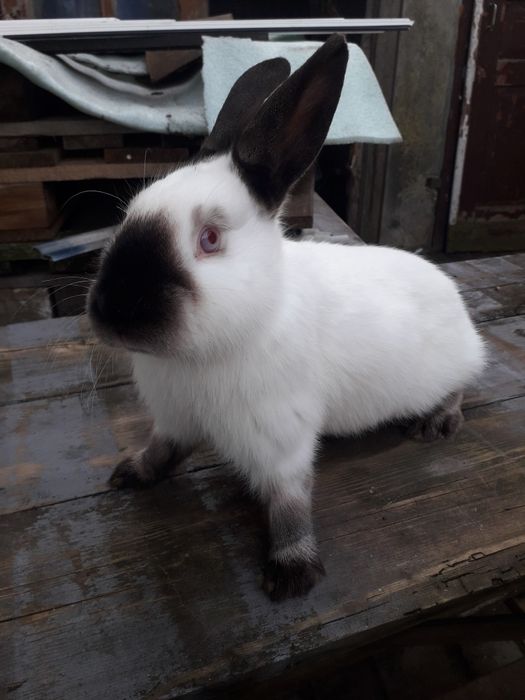 Кролі каліфорнія, самці, самки, молодняк