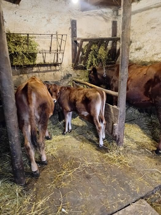 Джерсейська Тільна телиця