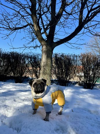 Зимняя одежда для собак, для маленьких собак