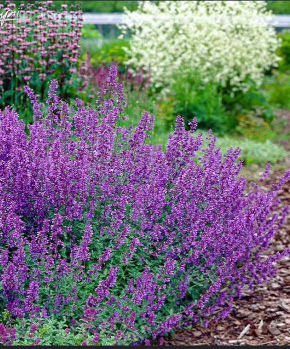 Продам котовник фіолетовий, котяча мята, багаторічник  на осмокоті!